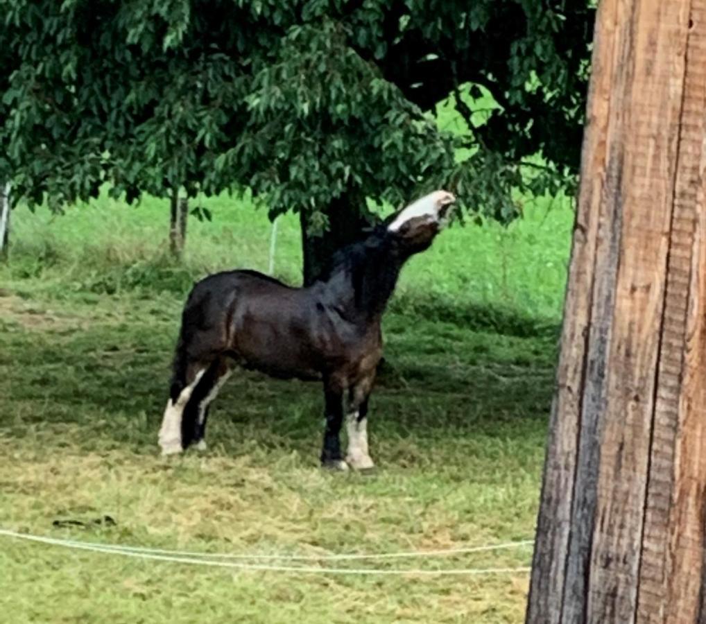 Au Pre Des Chevaux Bed and Breakfast Chateau-d'Oex Exteriör bild